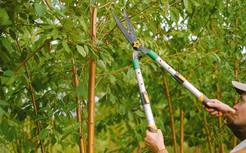 Tree trimming in Weedville, PA